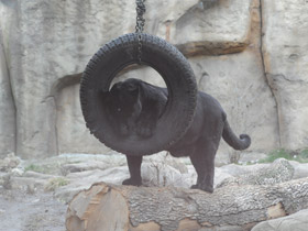 Смотреть фото Ягуар Фото Ягуар