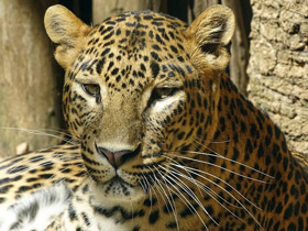 Цейлонский леопард Цейлонский леопард