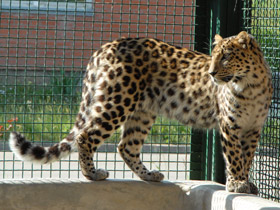 Смотреть фото Дальневосточный леопард Фото Дальневосточный леопард