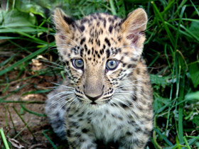 Фото Амурский леопард