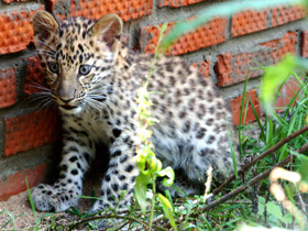 Фото Амурский леопард