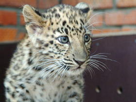 Фото Амурский леопард