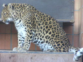 Фото Амурский леопард