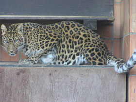 Фото Амурский леопард