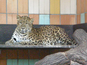 Фото Амурский леопард