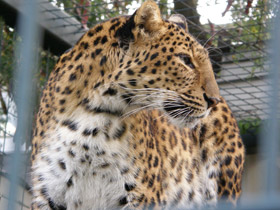 Фото Амурский леопард