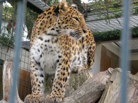 Фото Амурский леопард