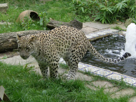 Фото Переднеазиатский леопард