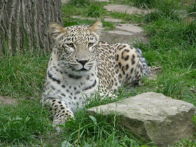 Фото Переднеазиатский леопард