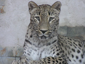 Фото Переднеазиатский леопард