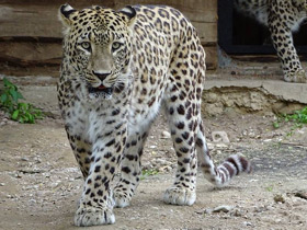 Фото Переднеазиатский леопард