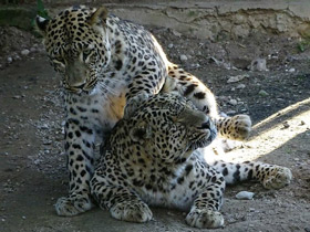 Фото Переднеазиатский леопард