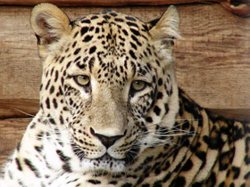 Переднеазиатский леопард Переднеазиатский леопард