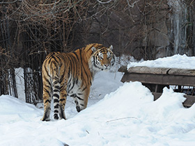 Смотреть фото Амурский тигр Фото Амурский тигр
