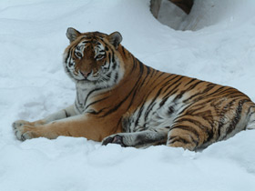 Амурский тигр Амурский тигр