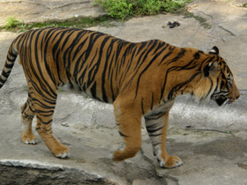 Фото Тигр