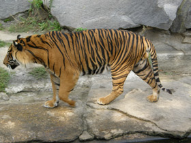 Фото Тигр