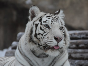 Смотреть фото Белый тигр Фото Белый тигр