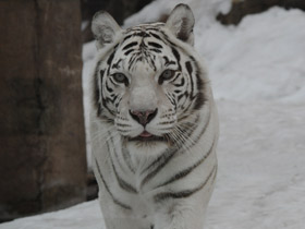 Смотреть фото Белый тигр Фото Белый тигр