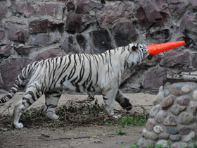 Смотреть фото Белый тигр Фото Белый тигр