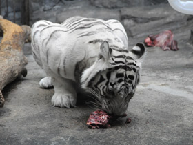 Смотреть фото Белый тигр Фото Белый тигр