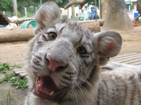 Смотреть фото Белый тигр Фото Белый тигр