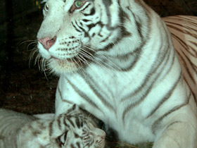 Белый тигр Белый тигр