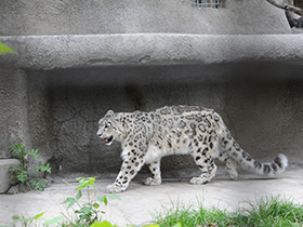 Смотреть фото Снежный барс Фото Снежный барс