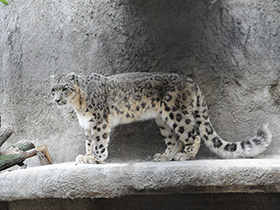 Смотреть фото Ирбис Фото Ирбис