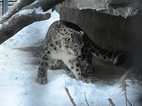 Смотреть фото Ирбис Фото Ирбис