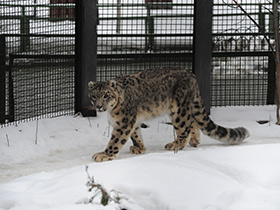 Смотреть фото Ирбис Фото Ирбис