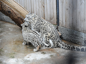 Смотреть фото Ирбис Фото Ирбис