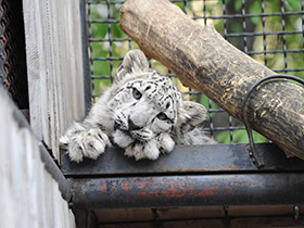 Смотреть фото Ирбис Фото Ирбис