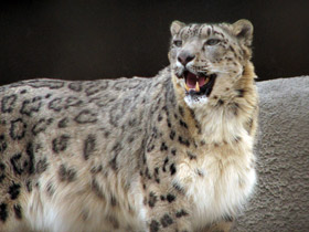 Смотреть фото Ирбис Фото Ирбис