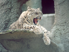 Смотреть фото Ирбис Фото Ирбис