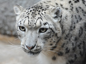 Ирбис Ирбис