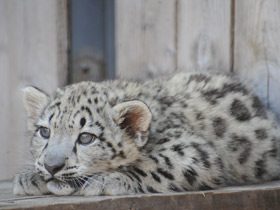 Ирбис Ирбис