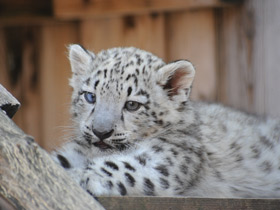 Ирбис Ирбис