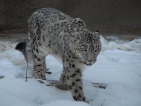 Ирбис Ирбис