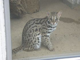 Фото Бенгальская кошка