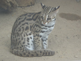 Фото Бенгальская кошка