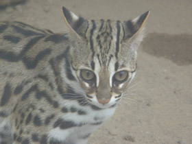 Фото Бенгальская кошка