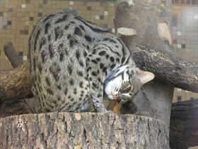 Фото Бенгальская кошка