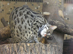 Фото Бенгальская кошка