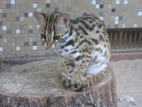 Фото Бенгальская кошка