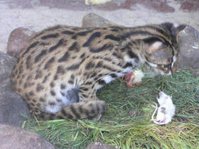 Фото Бенгальская кошка