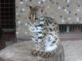 Фото Бенгальская кошка