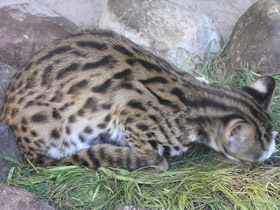 Фото Бенгальская кошка