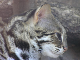 Фото Бенгальская кошка