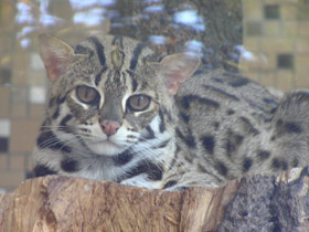 Фото Бенгальская кошка